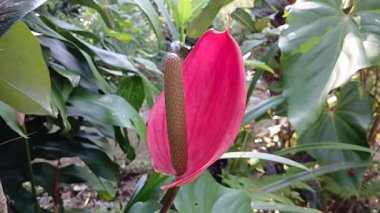 Andraeanum (flamingo çiçeği, kuyruk çiçeği, ressam paleti, yağ bezi çiçeği, lakutaf). Bu çiçek Ekvador ve Güneybatı Kolombiya 'ya özgü..