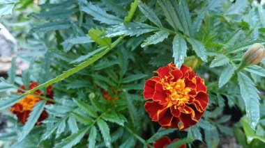 Kırmızı Marigold (Tagetes patula, Fransız Marigold). Fransız kadife çiçeği, Asteraceae familyasından Meksika ve Guatemala 'ya özgü bir bitki türüdür..