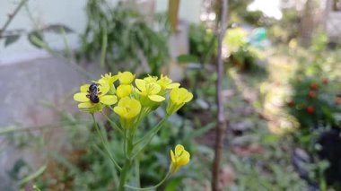Brassica napus (kolza tohumu, tecavüz, yağ tohumu tecavüz ve kanola). Kılsız, etli, pinnatifid ile Brassica Napus 100 cm 'ye kadar büyür.