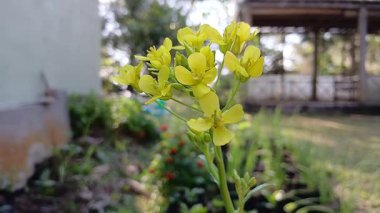 Brassica napus (kolza tohumu, tecavüz, yağ tohumu tecavüz ve kanola). Kılsız, etli, pinnatifid ile Brassica Napus 100 cm 'ye kadar büyür.