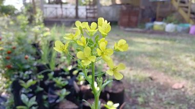 Brassica napus (kolza tohumu, tecavüz, yağ tohumu tecavüz ve kanola). Kılsız, etli, pinnatifid ile Brassica Napus 100 cm 'ye kadar büyür.