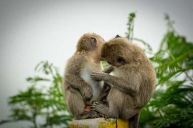 Yengeç yiyen makaklar (Macaca fascicularis, uzun kuyruklu makaklar, cynomolgus macaque, monyet ekor panjang) pire arıyorlardı.