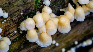 Ağaçta Mycena var. Mycena yaklaşık 500 tür mantara sahip bir cinstir..