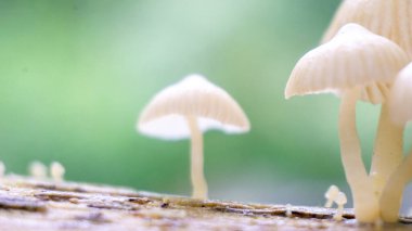 Ağaçta Mycena var. Mycena yaklaşık 500 tür mantara sahip bir cinstir..