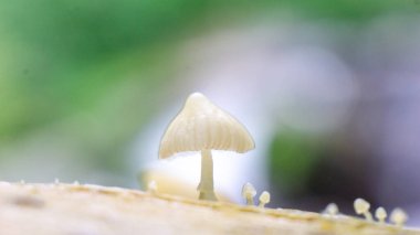 Ağaçta Mycena var. Mycena yaklaşık 500 tür mantara sahip bir cinstir..