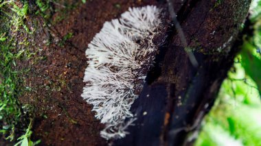 Ağacın üzerinde miselyum. Mycelium (miselyum), bir mantarın kök benzeri bir yapısıdır, dallanma, iplik benzeri bir hyphae kütlesinden oluşur..