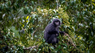 Doğu Javan langur (Trachypithecus auratus), ayrıca abanoz lutung, budeng, Javan langur veya Javan lutung olarak da bilinir.