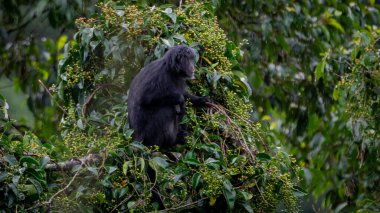 Doğu Javan langur (Trachypithecus auratus), ayrıca abanoz lutung, budeng, Javan langur veya Javan lutung olarak da bilinir.