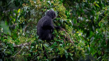 Doğu Javan langur (Trachypithecus auratus), ayrıca abanoz lutung, budeng, Javan langur veya Javan lutung olarak da bilinir.