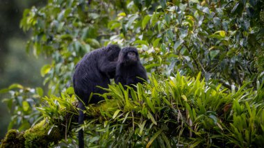 Doğu Javan langur (Trachypithecus auratus), ayrıca abanoz lutung, budeng, Javan langur veya Javan lutung olarak da bilinir.