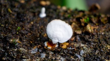 Ormanda bulunan mikroporus affinis (Blume, Nees, Polyporus affinis, Trametes affinis, Microporus flabelliforis). Microporus affinis, Polyporaceae familyasından bir mantar türü..