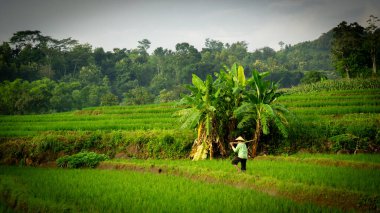 Pirinç tarlalarında bir çiftçi çalışıyor. Pirinçle ilgileniyor..