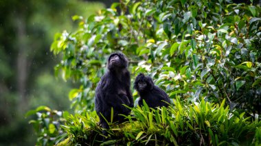 Ağacın üzerindeki Trachypithecus auratus (lutung jawa, budeng, Doğu Javan langur, Javan langur). Tehlikedeki hayvan..