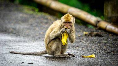 Macaca fascicularis (monyet ekor panjang, uzun kuyruklu macaque, cynomolgus macaque) muz yer. Vahşi doğada nesli tükenmekte olan bir hayvan.