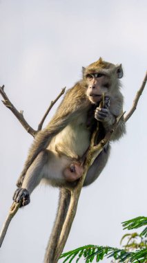 Macaca fascicularis (yengeç yiyen makak, uzun kuyruklu macak, cynomolgus macaque) ağaçta oturur.