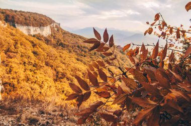 Sonbahar dağ manzarası. Mavi gökyüzü, kayalar ve orman. Seyahat ve turizm konsepti. Boşluğu kopyala