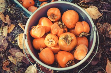 Kovada olgun hurmalar. Bahçedeki çiftlikte sonbahar hasadı. Boşluğu kopyala.