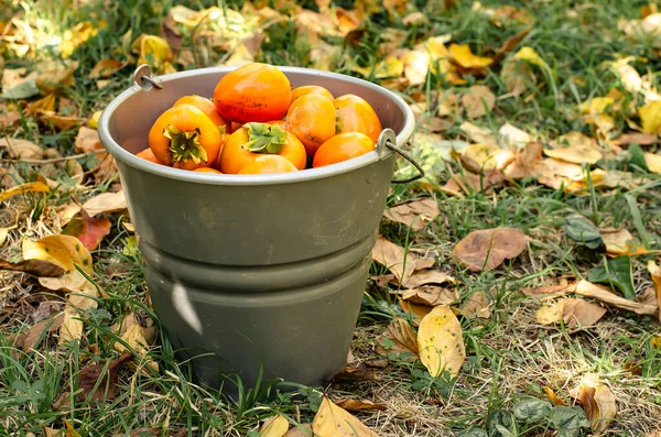 Caquis maduros en un cubo. Cosecha de otoño en la granja en el jardín. Copiar espacio. — Foto de Stock