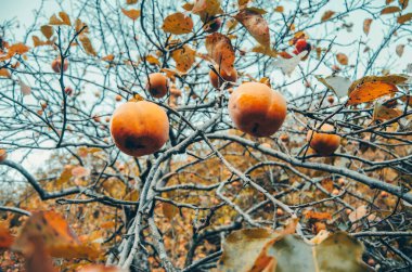 Hurma ağaçta olgunlaşır. Olgun hurma bahçedeki bir ağaca asılır. Hurma lezzetli ve sağlıklı bir meyvedir. Hasat konsepti.