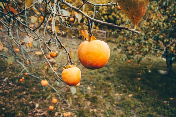 Persymony dojrzewają na drzewie. Dojrzałe persymony wiszą na drzewie w ogrodzie. Persimmon to smaczny i zdrowy owoc. Koncepcja zbiorów. — Zdjęcie stockowe