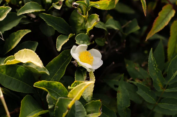 Tea leaf and white flower on a tea plantation. Tea flower on a branch. Beautiful and fresh green tea flower. Healthy tonic drink