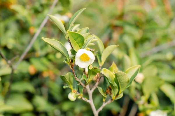 Tea leaf and white flower on a tea plantation. Tea flower on a branch. Beautiful and fresh green tea flower. Healthy tonic drink