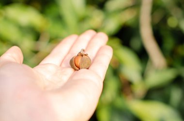 İnsan avucundaki çalı tohumları yakın plan. Çay tarlasından hasat et. Çayın meyvesi..
