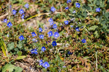 Mavi beni unutma çayırda açan çiçekler unutma beni, Myosotis sylvatica, Myosotis scorpioides. Bahar çiçeği arkaplanı.