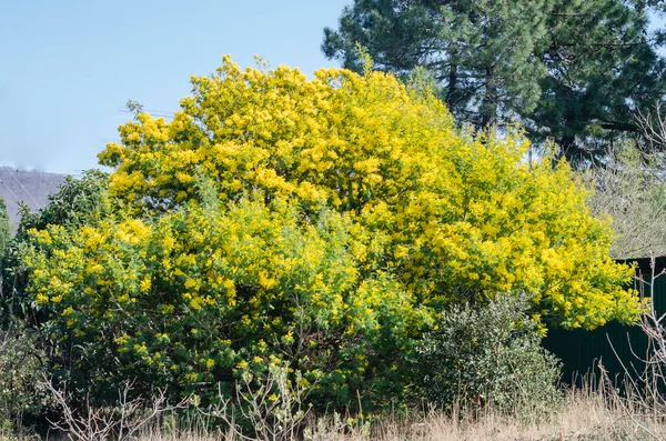 Mimosa árvore com cachos de flores macias fofas dele. Fundo da árvore de mimosa amarela. Conceito de feriados e decoração de flores mimosa. — Fotografia de Stock