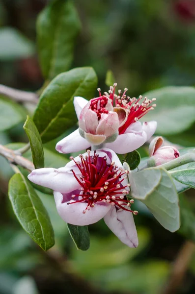 春の花の背景。緑色の葉を持つ枝に美しい大きなピンクの花を咲かせます。春の花。美しい庭だ。休日のカードと壁紙の概念。クローズアップマクロ. — ストック写真