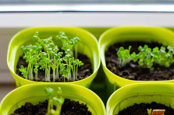 Plantando plántulas en el interior. rúcula casera, rábano, albahaca en macetas de plástico. Concepto de comida orgánica saludable. Jardinería en un balcón o invernadero a principios de primavera. Primer plano. —  Fotos de Stock