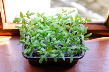 Evde, pencere kenarındaki kutularda yetişen tohumlardan yetişen genç bir tohum. Tencerede domates fideleri. Tarım fideleri için tepsilere fidanlar ekiyorum. Bahar ve yaz inişi.