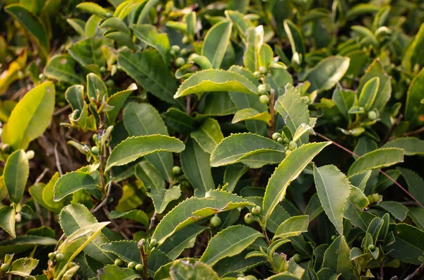 Tea leaf on a tea plantation. Growing tea bushes in sunlight. Healthy tonic drink — Stock Photo, Image