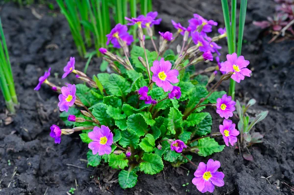 春天盛开的花坛紫草 — 图库照片