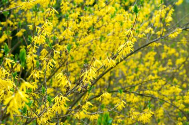 Bahçe hor çiçeği çiçek açan Bush