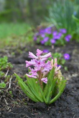 Bir yatak bahar olarak bahçede çiçek pembe sümbül