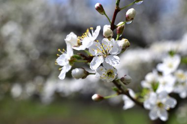 Güneşli bir sonbahar bahçe ağaçlarında çiçeklenme
