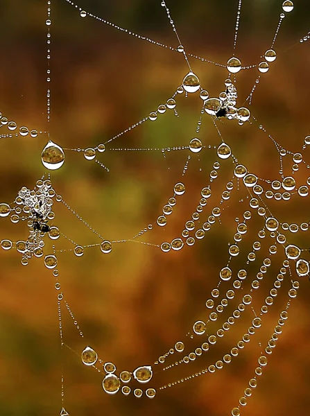 Glanzend web met druppels ochtend dauw closeup — Stockfoto