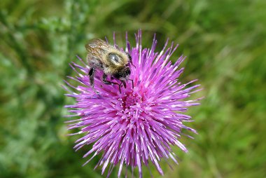  Bumblebee tozlaşma sarı çiçek. Dikey kompozisyon