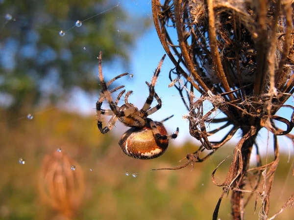 Spider on spider web after rain — Stock Photo, Image