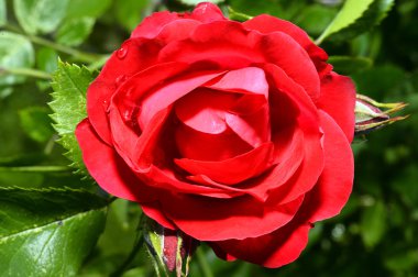  Kırmızı güller kapanıyor. Arkaplan.