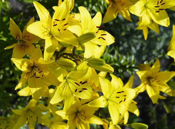 Floração lírio amarelo ornamental no jardim closeup — Fotografia de Stock