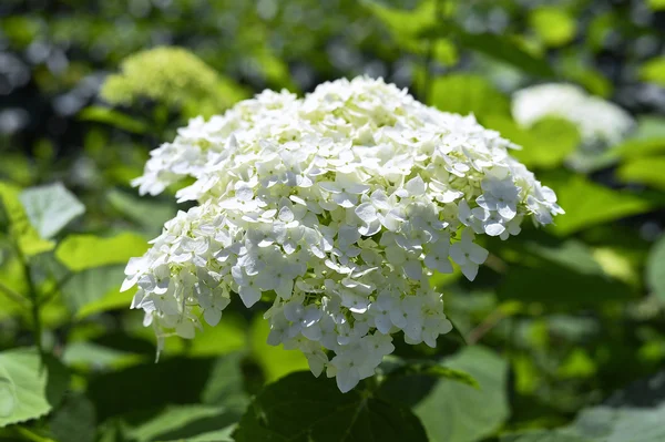 Decoratieve bloeiende hortensia close-up in de tuin — Stockfoto