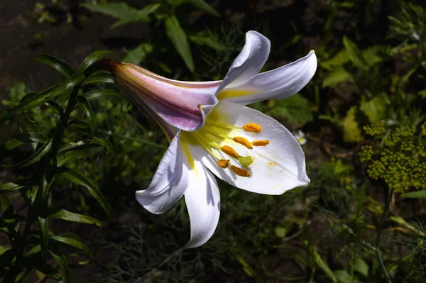 Decoratieve Witte Lelie in de tuin closeup — Stockfoto