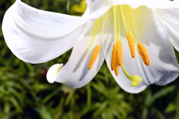 Dekorative weiße Lilie im Garten Nahaufnahme — Stockfoto