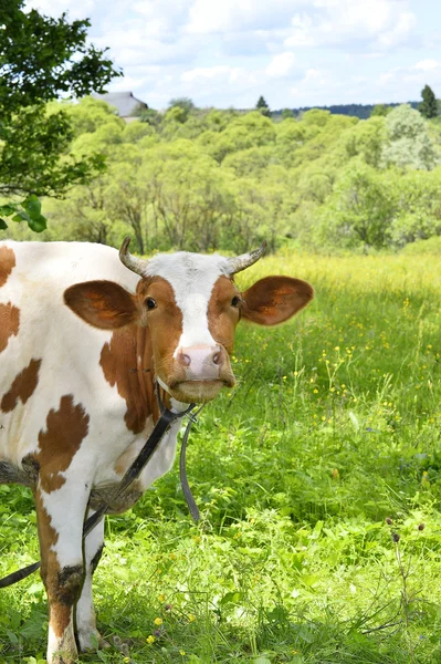 Kırsal portresi ineklerin bir yeşil çayır üzerinde otlatma yakın çekim — Stok fotoğraf