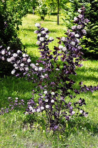 Cespuglio primaverile fiorito physocarpus diabolo in giardino — Foto Stock