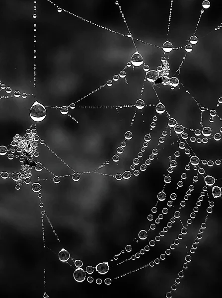 Błyszczące Web z kropli porannej rosy zbliżenie czarno-białe — Zdjęcie stockowe