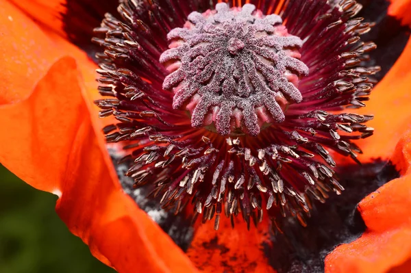 Červený mák květ, tyčinek a pestíků, makro — Stock fotografie