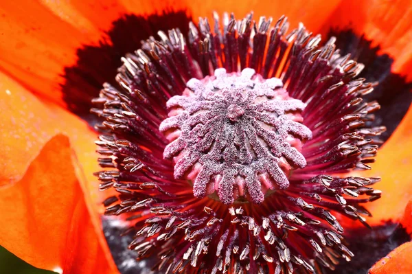 Piros mák virág porzószálból és termő, makró — Stock Fotó